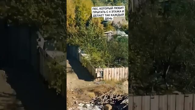 Видео собаки, рутинно прыгающей с высоты 5-го этажа недостроенного дома в Приморье, облетает соцсети