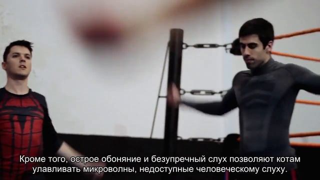 Почему кошка ложится на человека и спит на нём? смотреть онлайн