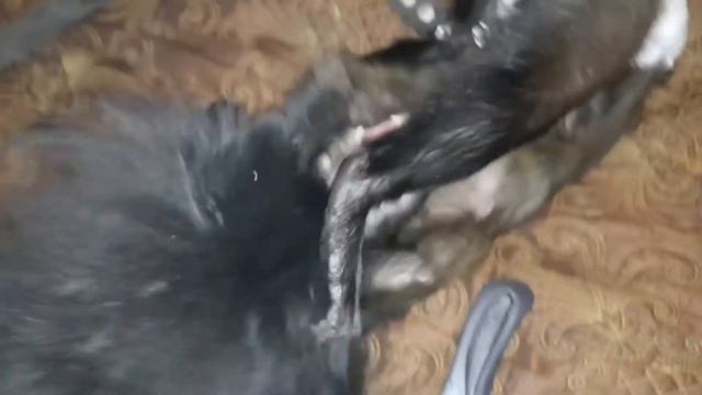 Обычный вечер в мире домашних животных