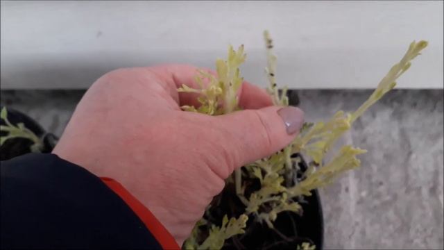 Срочно спасаем маточники хризантем! смотреть онлайн