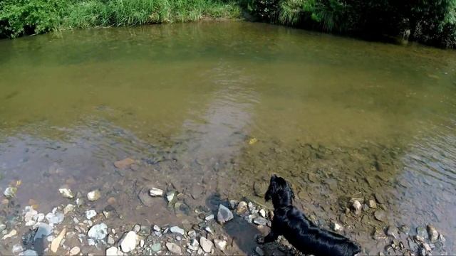 Охотничья собака. Обучение подачи дичи по  перу.  Русский спаниель.