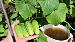 Огурцы плодоносят как заведенные до октября с этими секретами! Секреты выращивания огурцов от профи!