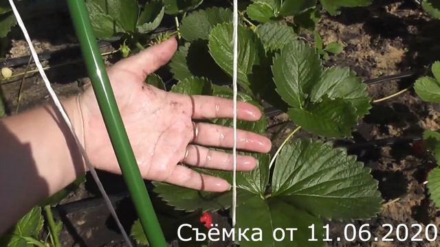 Ремонтантный сорт садовой земляники Альбион