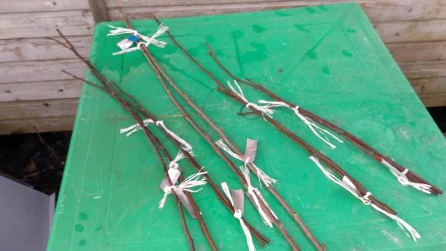 Где можно приобрести черенки для прививок. Ленинградская область.