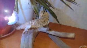 Бородатая агама и кокое поведение