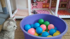 МЯУКАНЬЕ КОШКА И КОТЯТА СКОТТИШ ФОЛД СКОТТИШ СТРАЙТ ? ШОТЛАНДСКИЕ КОТЯТА МЯУКАЮТ КОТЫ 2020