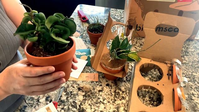 Plant Unboxing Bloomscape @theplantingbug2045 || Plant Unboxing || Online Plant shopping || Plant H