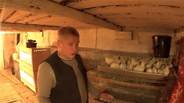 Какие породы перепелок  выбрать Плюсы Минусы содержания