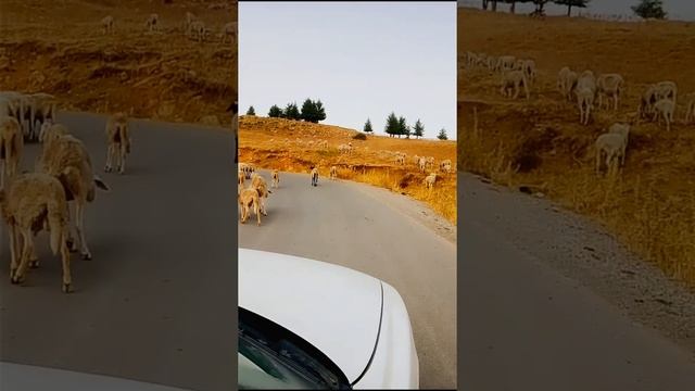 Бараны в горах. #Shorts #Бараны #Алжир смотреть онлайн