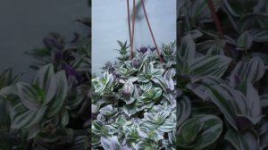 Традесканция Свитнес - нежное растение с пестрыми "сладкими" листьями