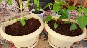 Чего боится рассада в домашних условиях