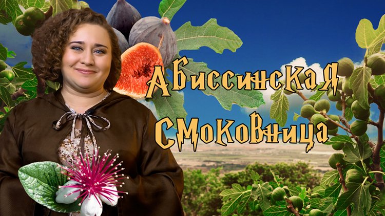 Абиссинская смоковница.