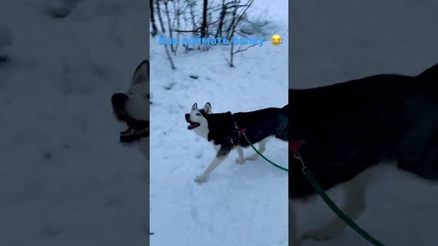 #dog #животные #хаски #doglover #лабрадор #белка  😇😇😇 как поймать белку , загадка века