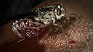 10 Самых Опасных Насекомых Для Человека. Зомби Чез