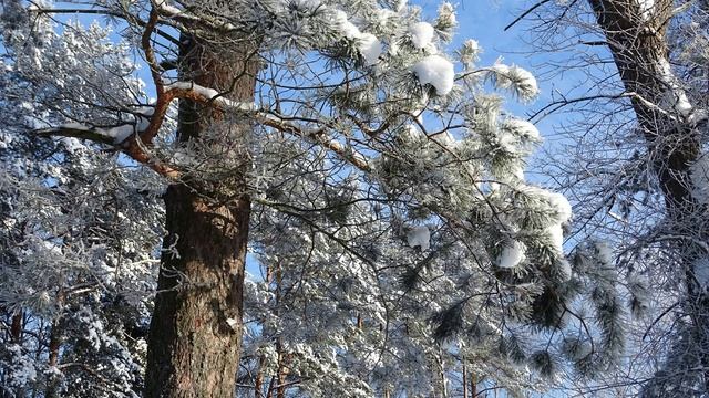 Зимний лес 2016 4K смотреть онлайн
