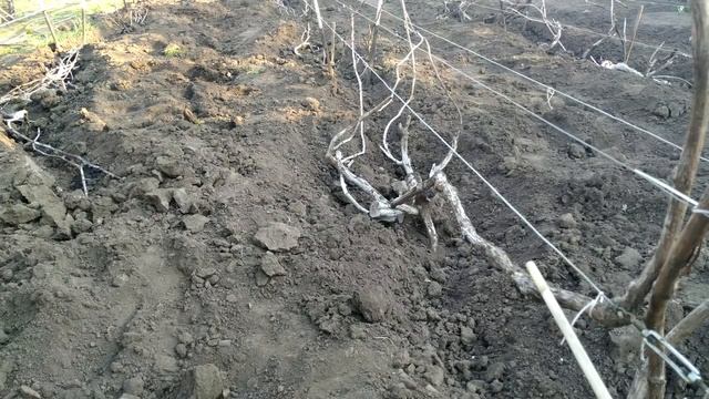 ? Виноград. Ризамат на перголе, навесе, арке. Как укрыть виноград. Формировка на перголе. смотреть онлайн