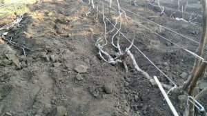 ? Виноград. Ризамат на перголе, навесе, арке. Как укрыть виноград. Формировка на перголе.