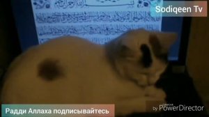 Реакция кота на священный Коран | Cat's response to the holy Quran
