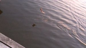 Рыбалка в Кузнецком районе