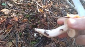 Грибы журавушки (гигрофоры) 12 12 2020 Крым