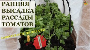 Как высадить рассаду томатов очень рано в теплицу, чтобы собирать урожай в июне!