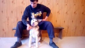 Дрессировка щенка хаски: команда можно нельзя