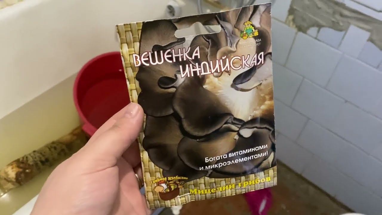 Вешенки в квартире на бревне тополя. Эксперемент похоже удался! смотреть онлайн