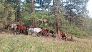 Привет с Рутуба👋