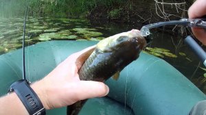 Рыбалка на голавля со спиннингом. Много поклёвок на красивой речке