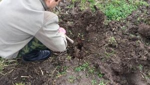 Дерен белый Гушольти. Cornus alba Gouchaultii. Посадка 2016