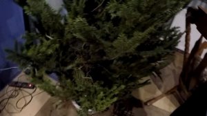 КАК ПОСТАВИТЬ ЖИВУЮ ЕЛКУ ? РАБОЧИЙ ЛАЙФХАК !!!