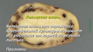 Болезни картофеля и меры борьбы с ними. Народные способы лечения. Чем болеет картофель? Описание!
