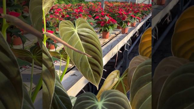 Philodendron Melano смотреть онлайн