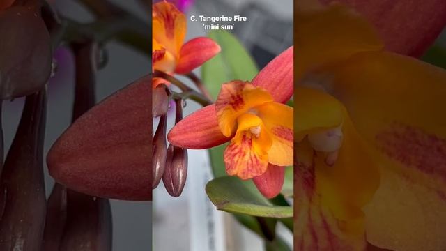 Cattleya ￼tangerine fire ‘mini sun’￼ #orchid #houseplants #plantshopping
