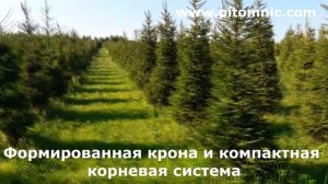 Ель обыкновенная- стриженная форма