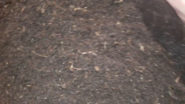 Черви маточник. Мало коконов смотреть онлайн