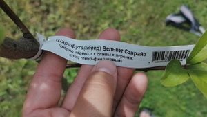 посадили Шарафугу от поиска