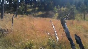 село Мачада, Шамильский район, Дагестан