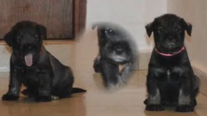 питомник миттельшнауцеров Спайсиленд помёт L  2