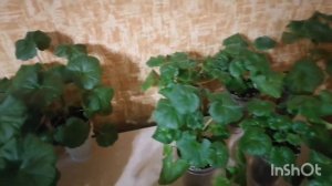 Обзор пеларгонии(герани) в январе. Обрезать или нет?