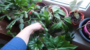 Какие комнатные растения решила продавать