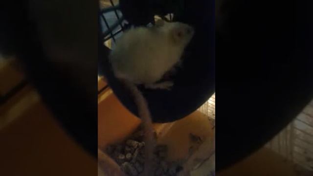 Мне на день рождение подарили лобараторную крысу это её первое видео смотреть онлайн