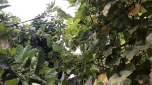 Купила и тестирую сучкорез с телескопическими ручками, отличная вещь!