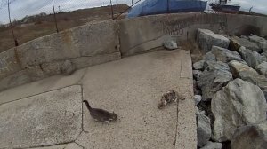 Ловля рыбы зимой на Черном море