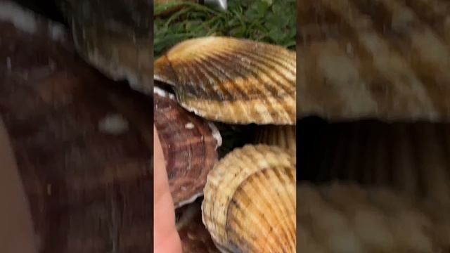 Нашел ЖЕМЧУГ в морском гребешке , показываю как его правильно есть ) макс. полезная вам информация
