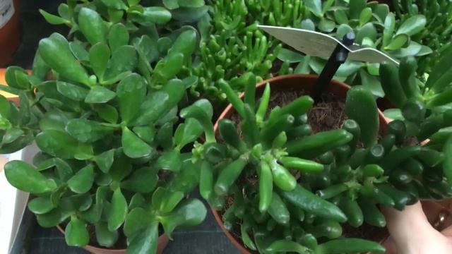 КАК И ОБЕЩАЛА СНОВА ОБИ. КРАСУЛА. смотреть онлайн