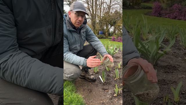 Pre-Bloom Care for your Bearded Iris with Ben Schreiner.