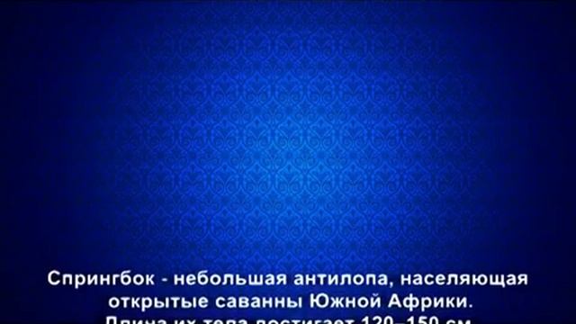ТОП-10 Самые быстрые животные на земле! смотреть онлайн