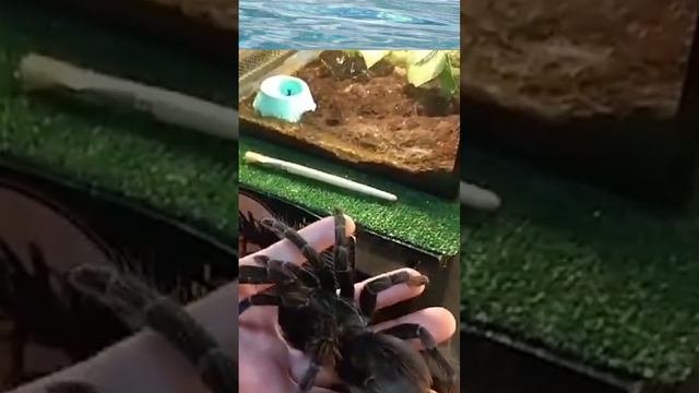 Паук чёрный