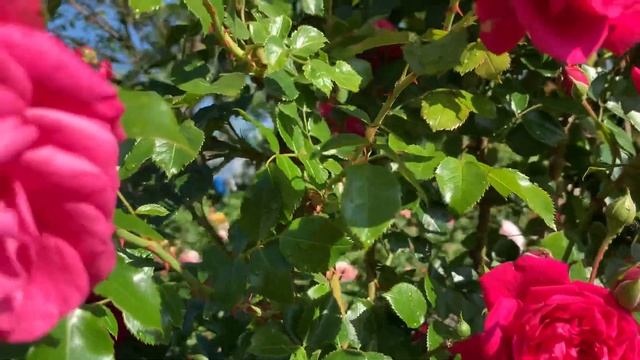 Роза Лагуна смотреть онлайн